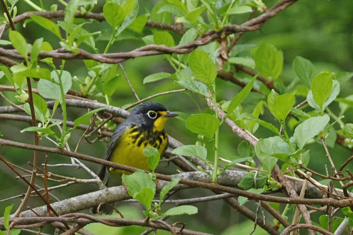 Canada Warbler - Larry Therrien