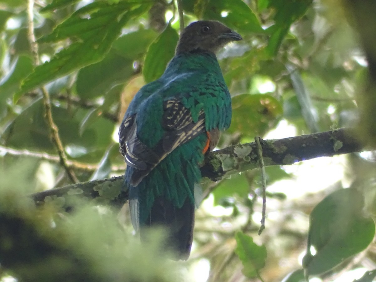 Golden-headed Quetzal - Kevin Borja