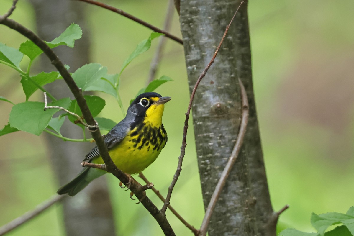 Canada Warbler - Larry Therrien