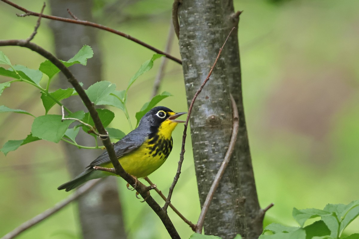 Canada Warbler - Larry Therrien