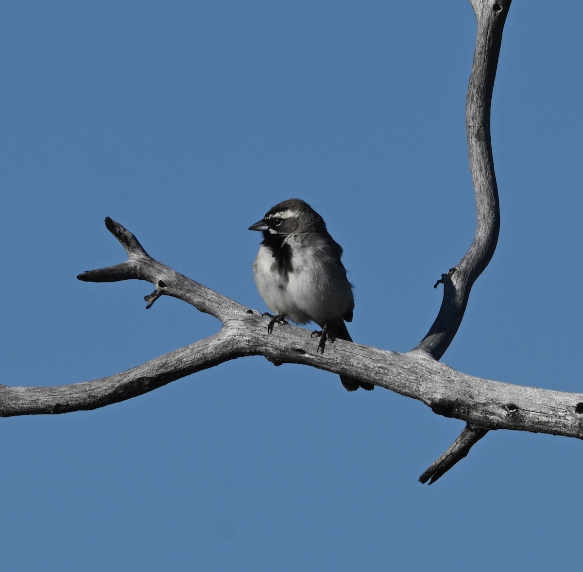 Black-throated Sparrow - ML619300232