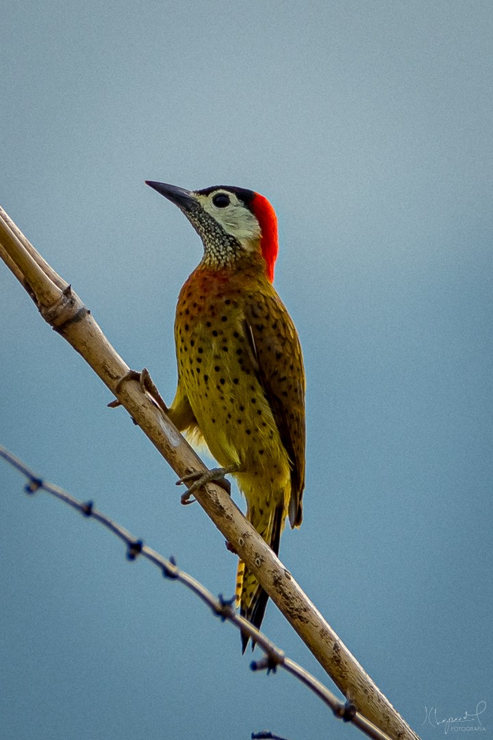 Spot-breasted Woodpecker - Juan Carlos Lopez Mejia