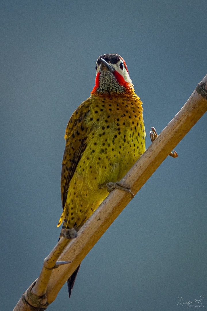 Spot-breasted Woodpecker - Juan Carlos Lopez Mejia