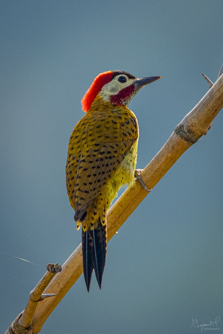 Spot-breasted Woodpecker - Juan Carlos Lopez Mejia