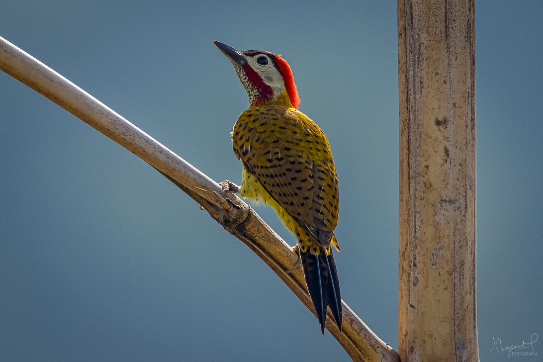 Spot-breasted Woodpecker - Juan Carlos Lopez Mejia