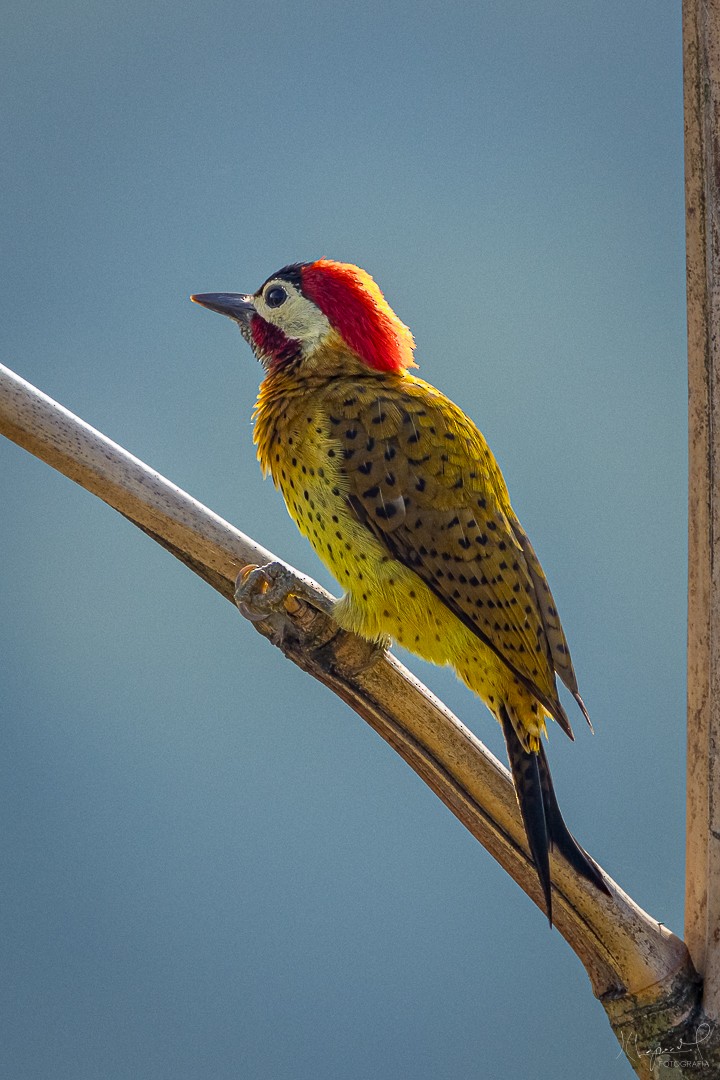 Spot-breasted Woodpecker - Juan Carlos Lopez Mejia