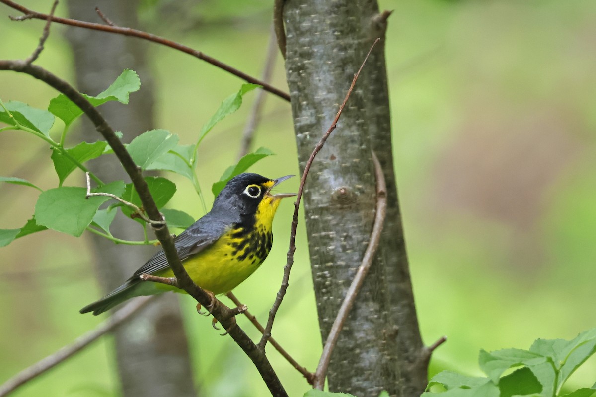 Canada Warbler - Larry Therrien