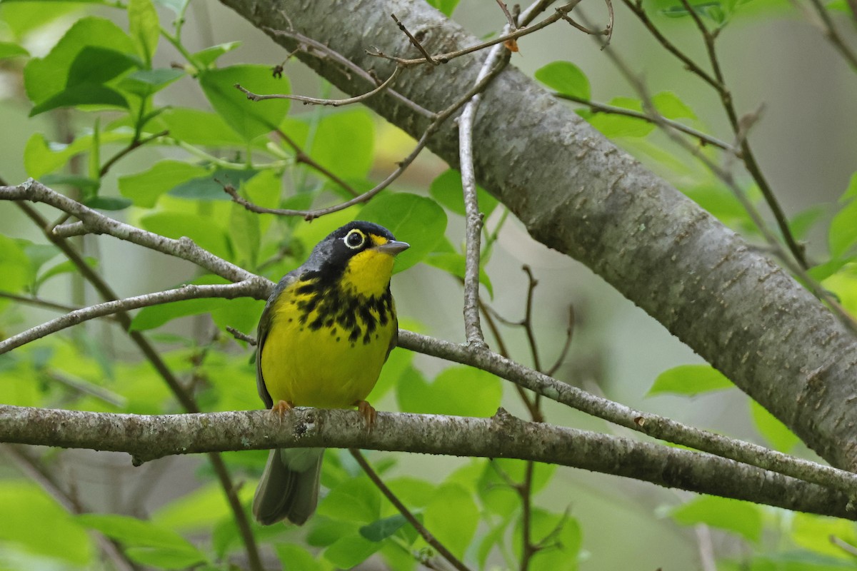 Canada Warbler - Larry Therrien