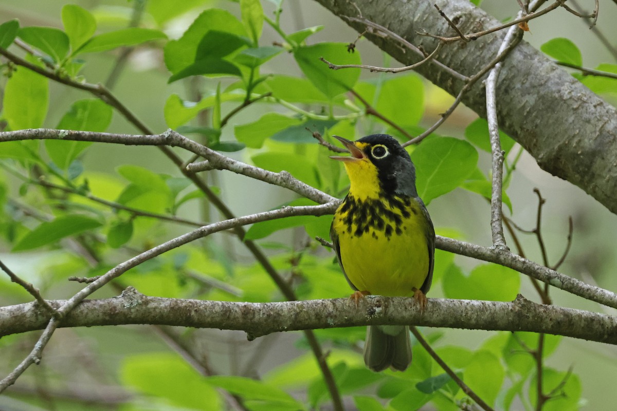 Canada Warbler - Larry Therrien