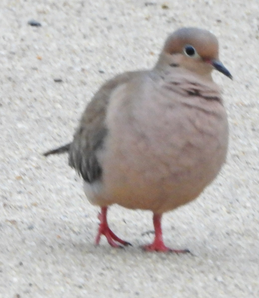 Mourning Dove - ML619300302