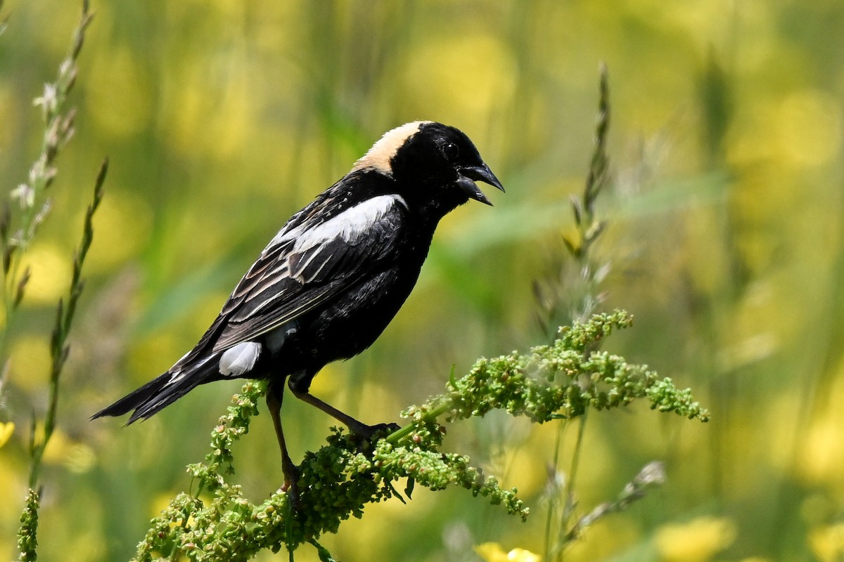 Bobolink - Nadine Bluemel