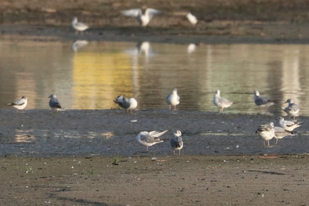 Little Gull - Karl Overman