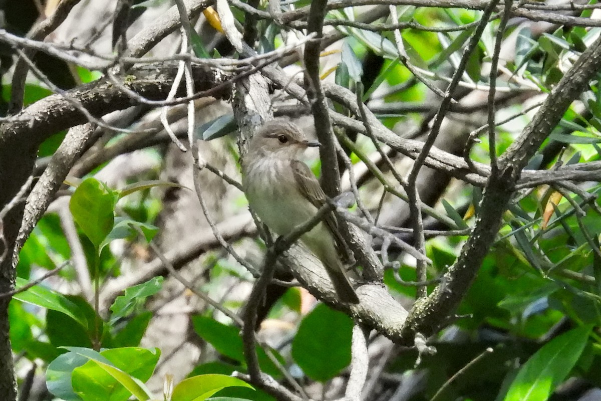 Spotted Flycatcher (Spotted) - ML619300315