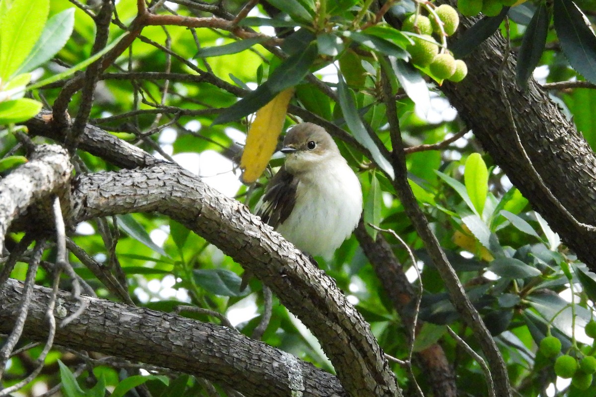 European Pied Flycatcher - ML619300322