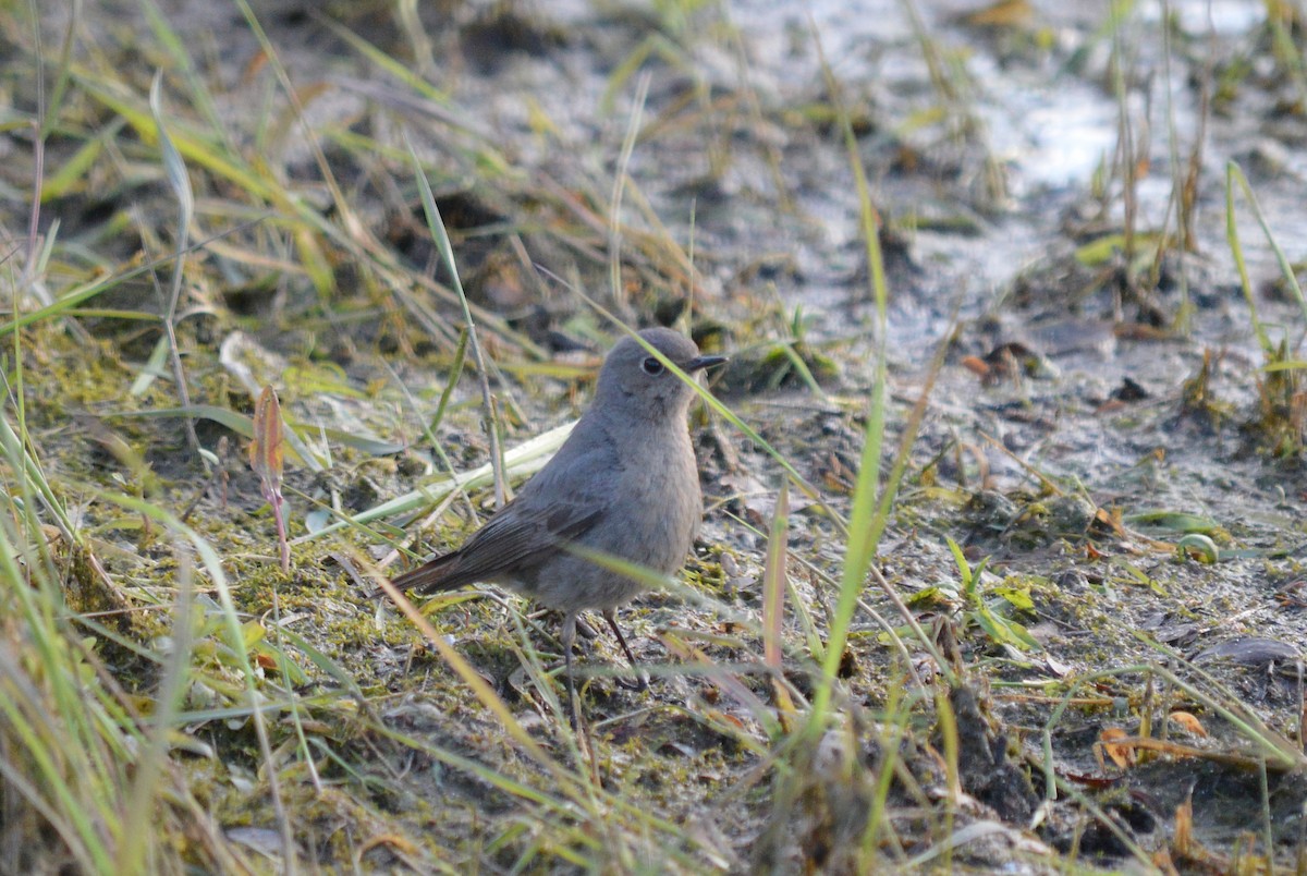 Black Redstart - Oksana Subotko