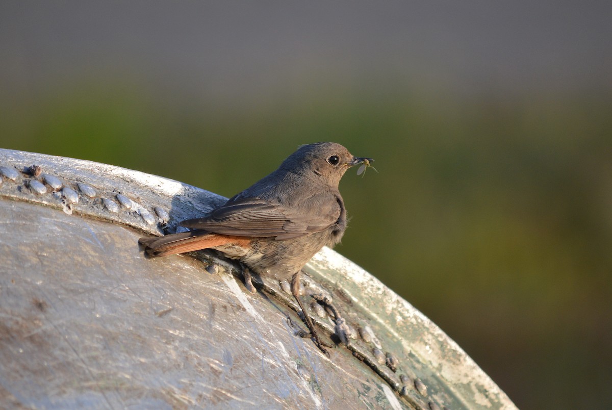 Black Redstart - Oksana Subotko