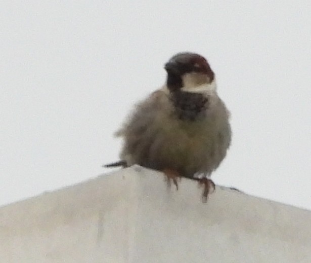 House Sparrow - alan murray