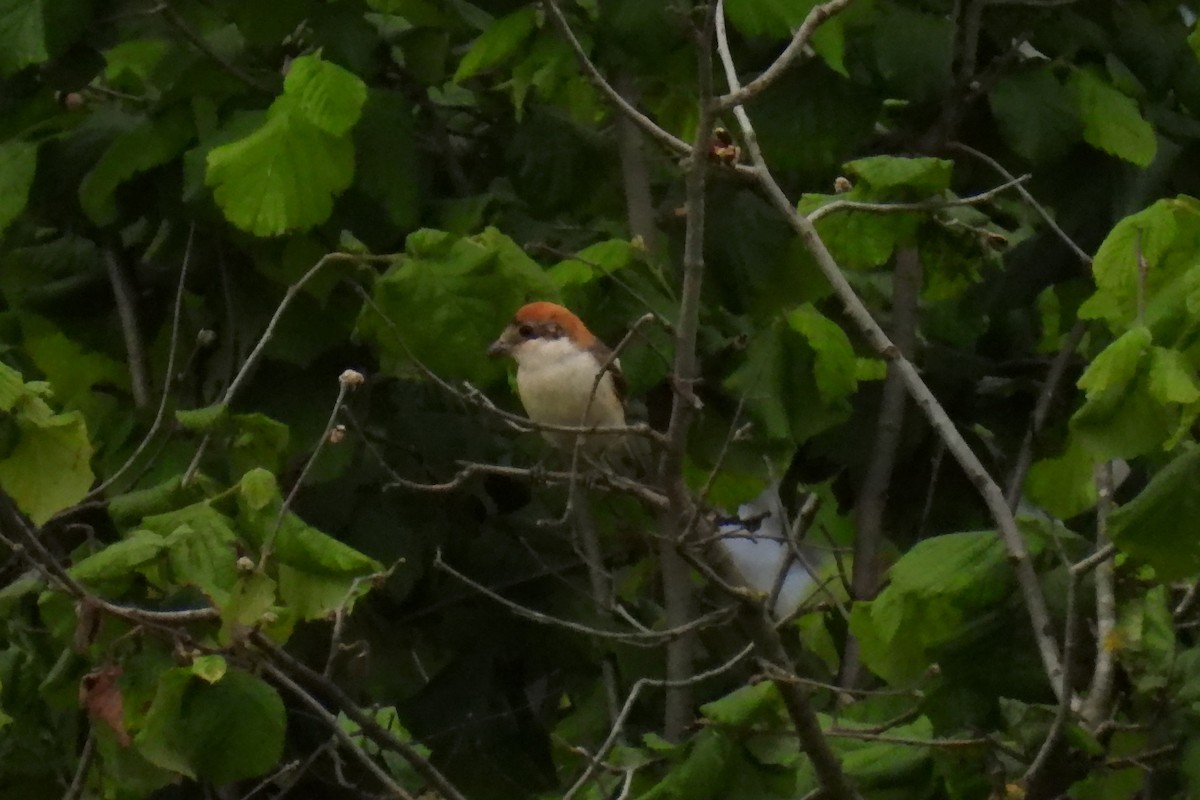 Woodchat Shrike - ML619300343