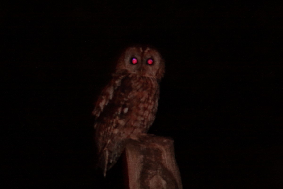 Tawny Owl - Xabier Remirez