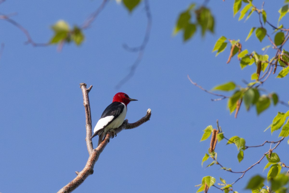Red-headed Woodpecker - ML619300350