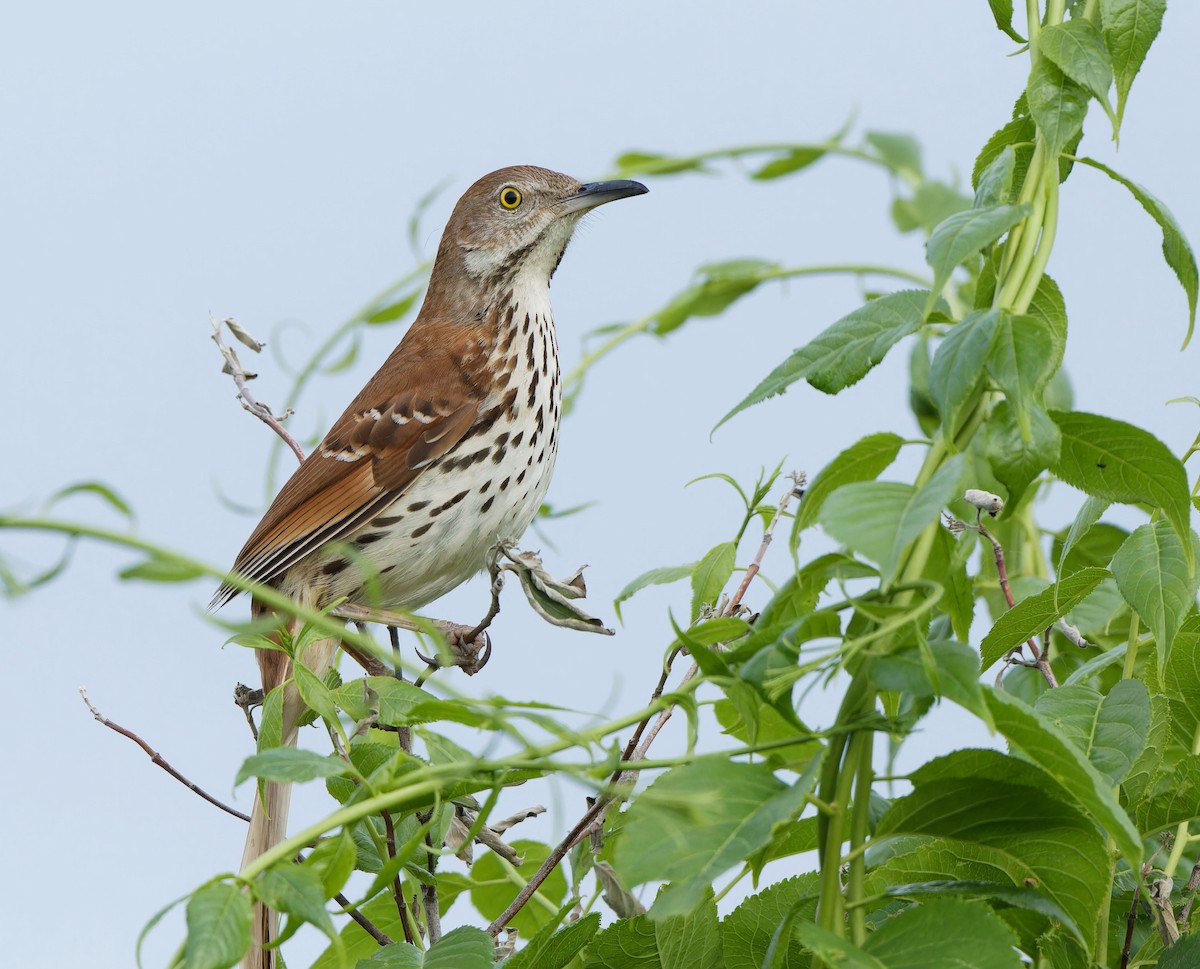 Brown Thrasher - Garold Sneegas