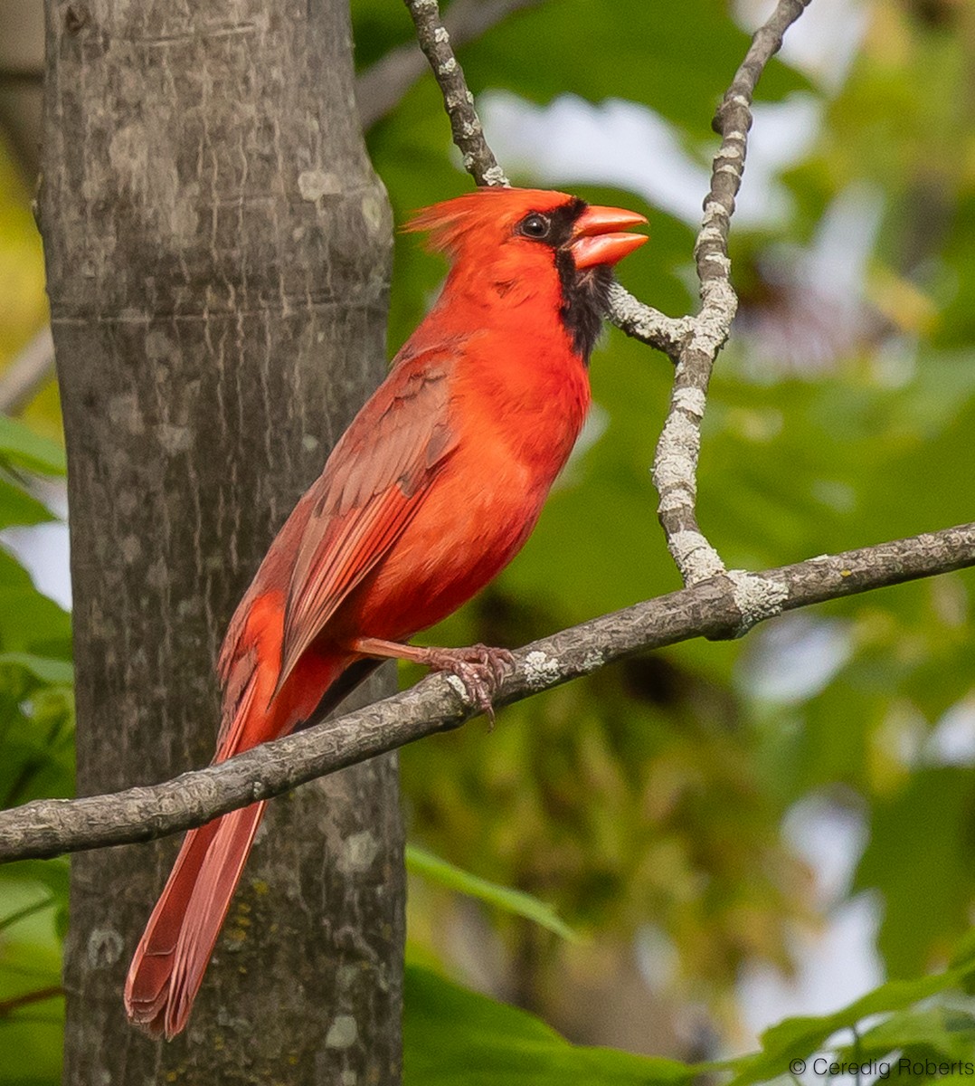 Northern Cardinal - Ceredig  Roberts