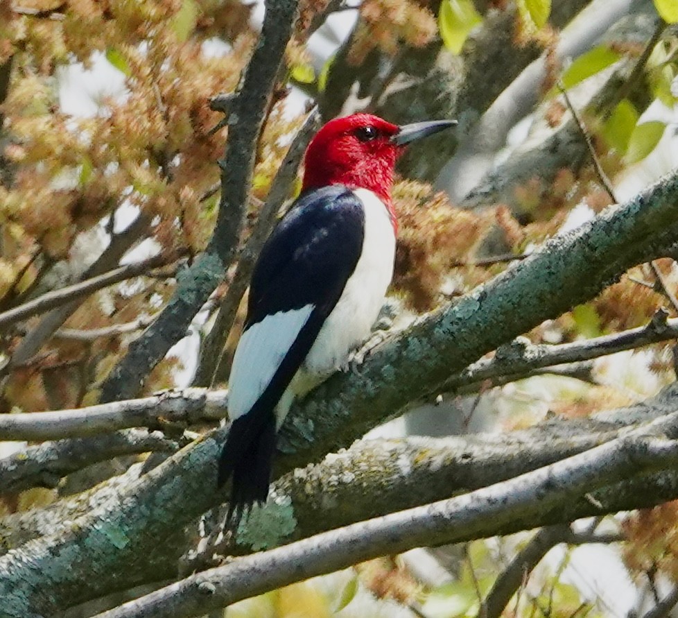 Red-headed Woodpecker - ML619300362