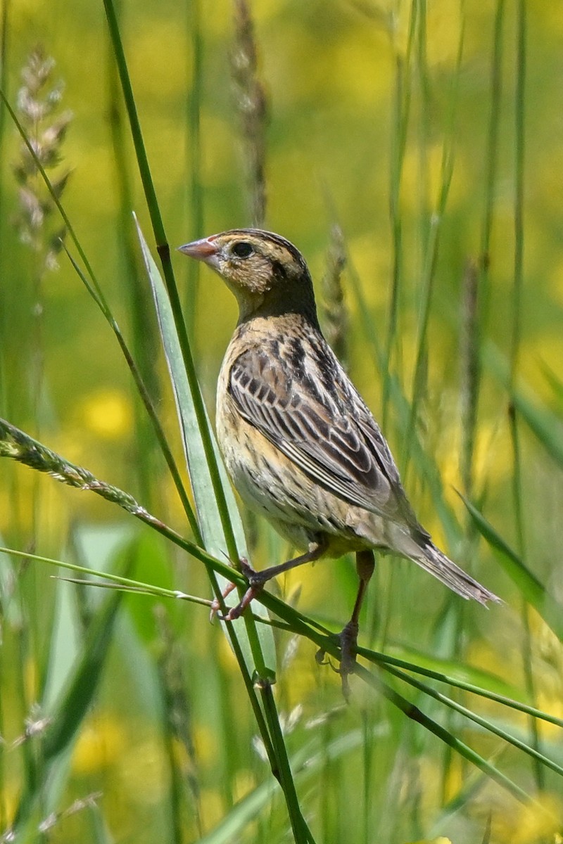 Bobolink - Nadine Bluemel