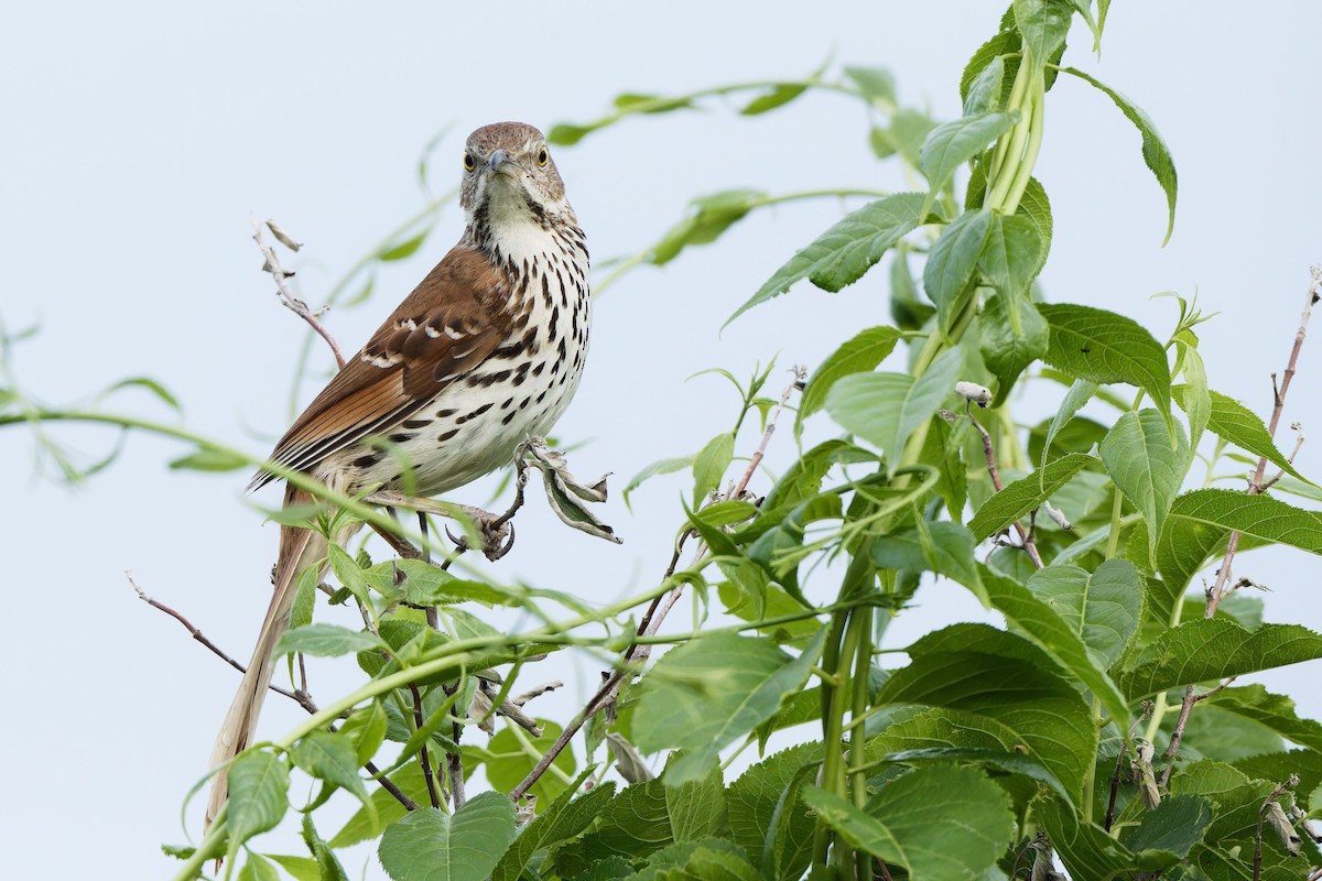 Brown Thrasher - Garold Sneegas