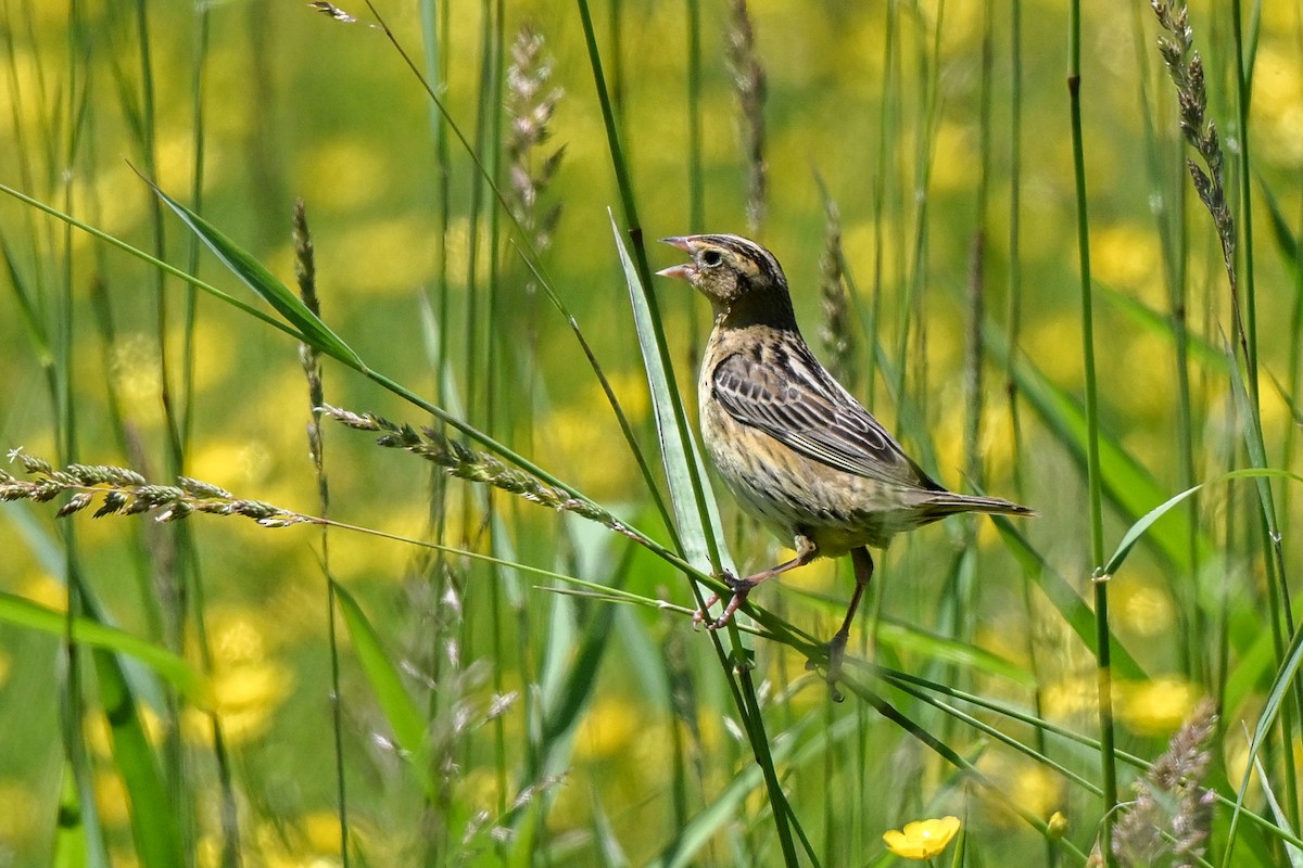 Bobolink - Nadine Bluemel