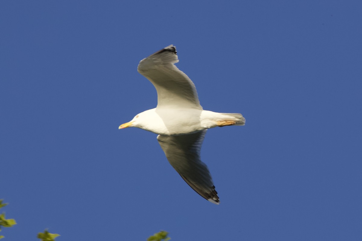 Goéland argenté - ML619300393