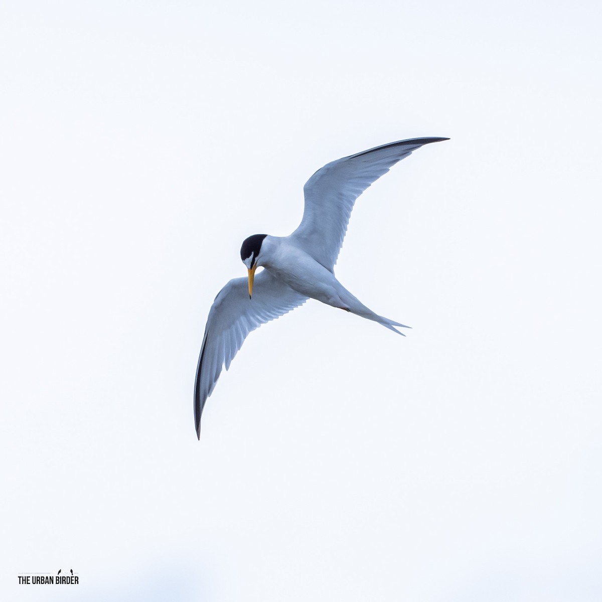 Little Tern - The Urban Birder