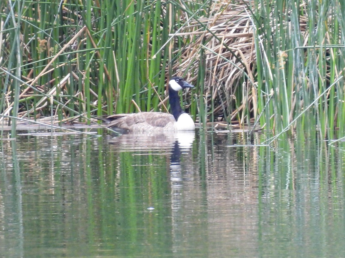 Canada Goose - Martha Wild