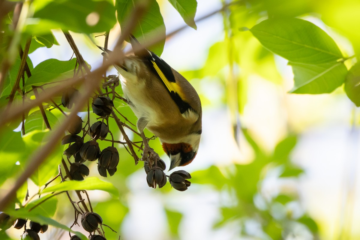 European Goldfinch - Joren van Schie