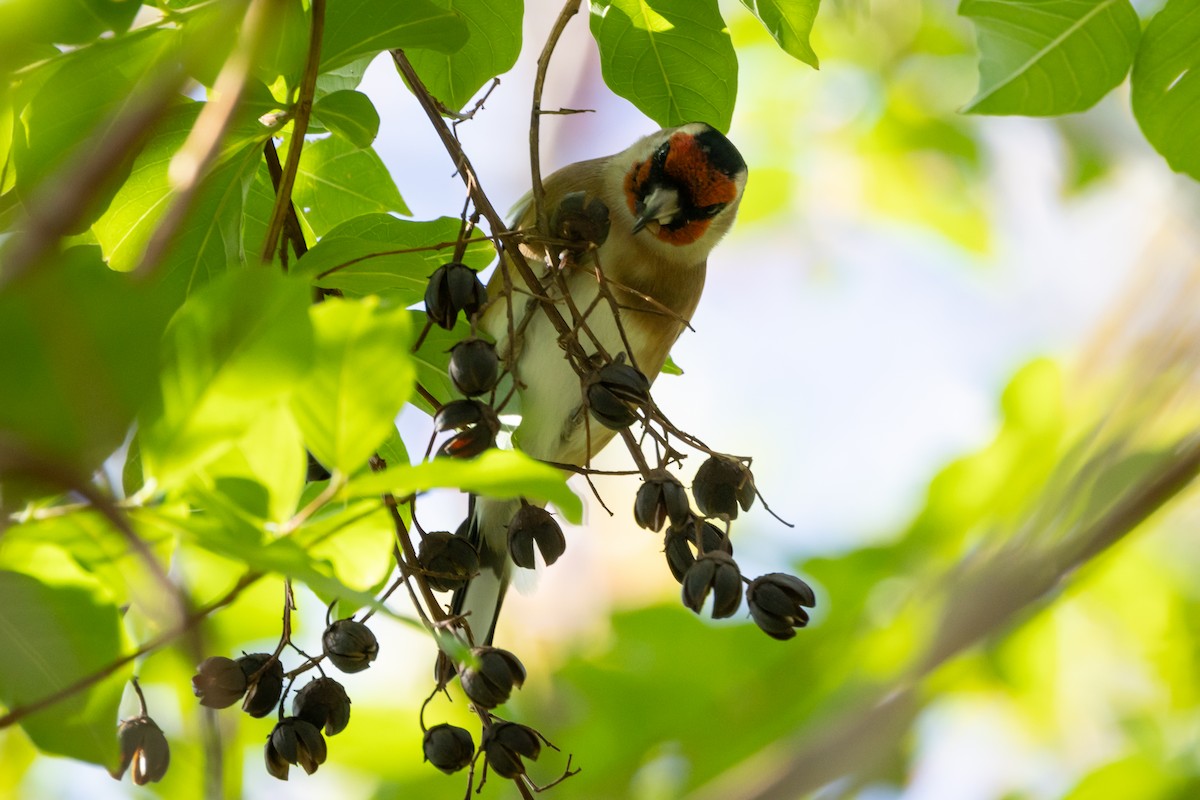 European Goldfinch - ML619300416