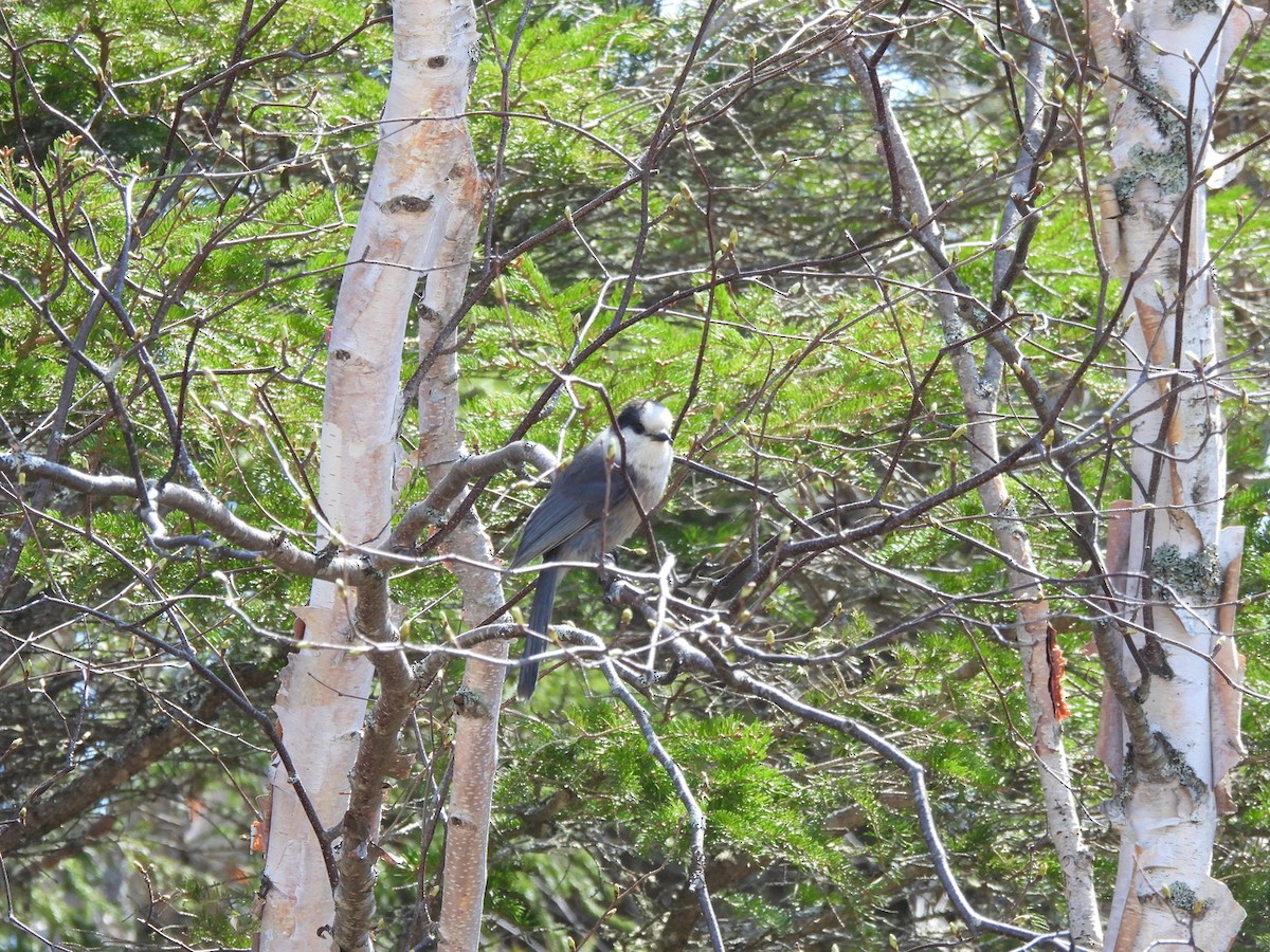 Canada Jay - Emmanuel Hains