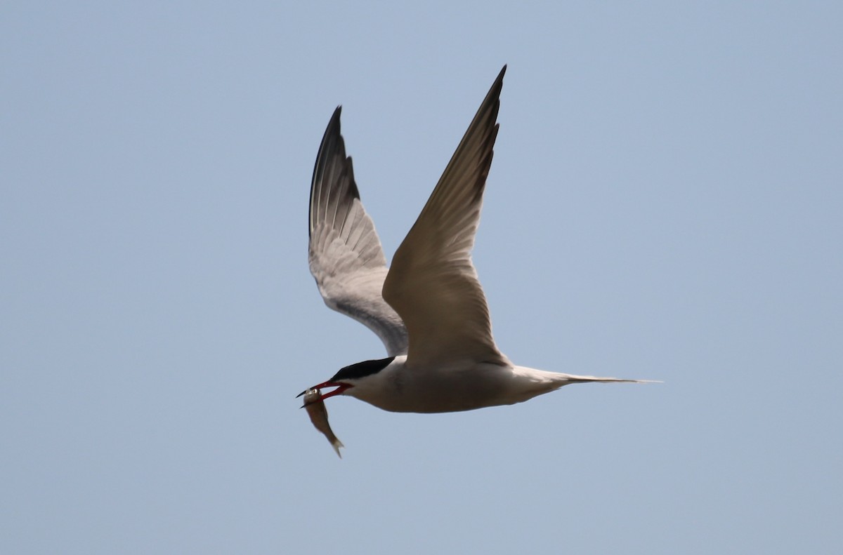 Common Tern - Paul Roast