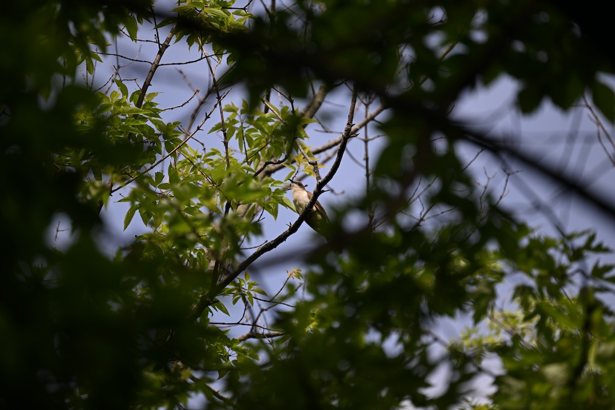 Black-billed Cuckoo - Andrew Longtin