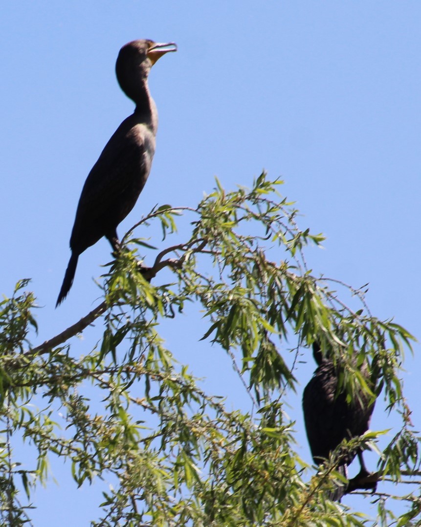 Double-crested Cormorant - Richard Breisch