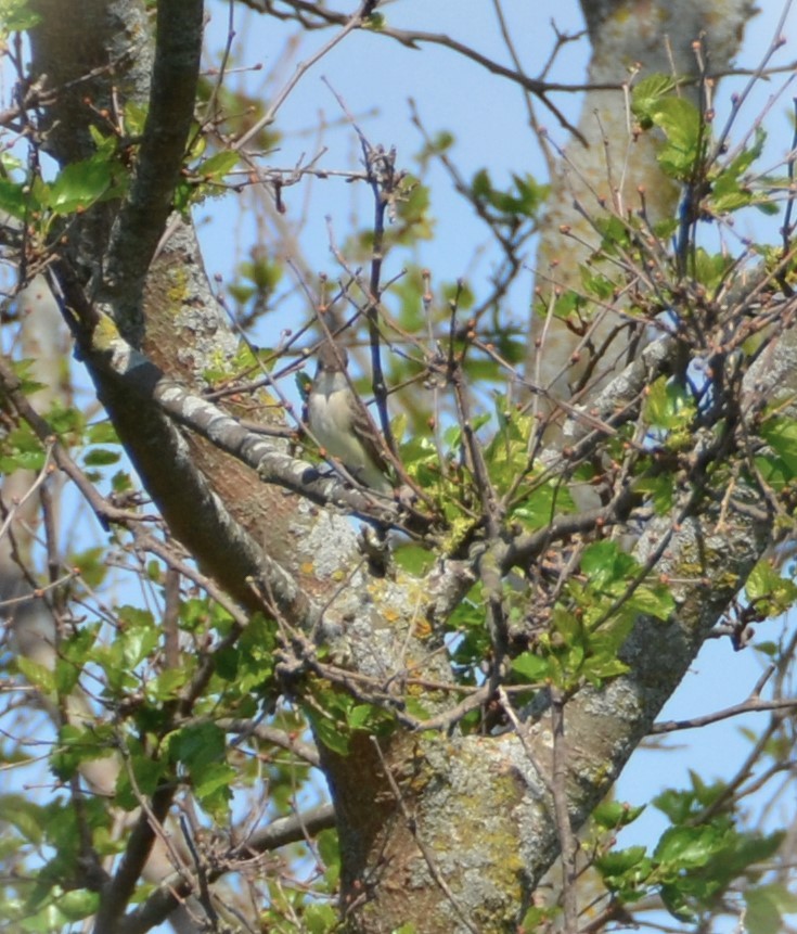 Great Crested Flycatcher - ML619300436