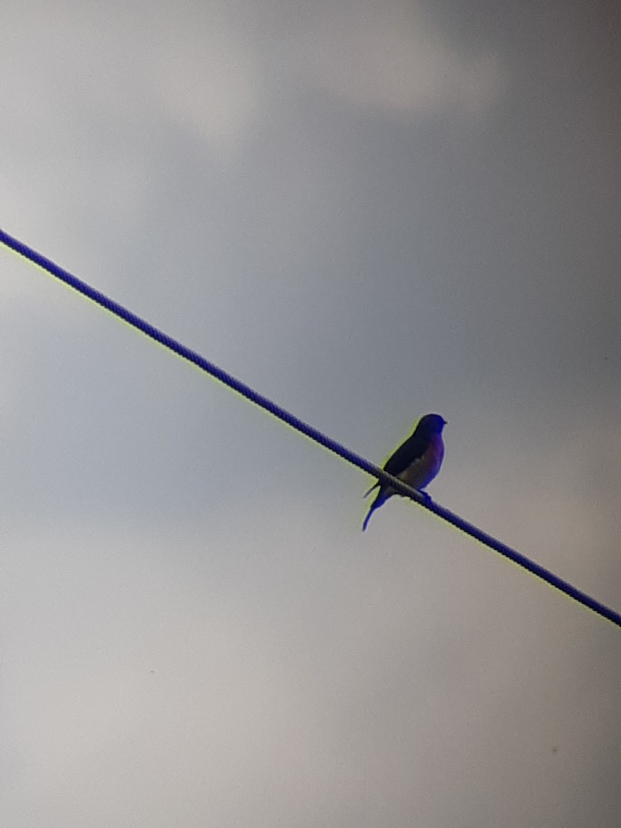 Eastern Bluebird - élaine bouchard