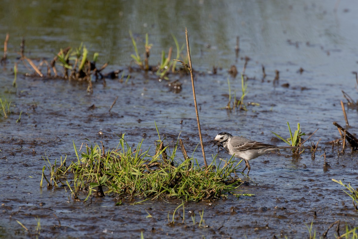 White Wagtail - F Loose