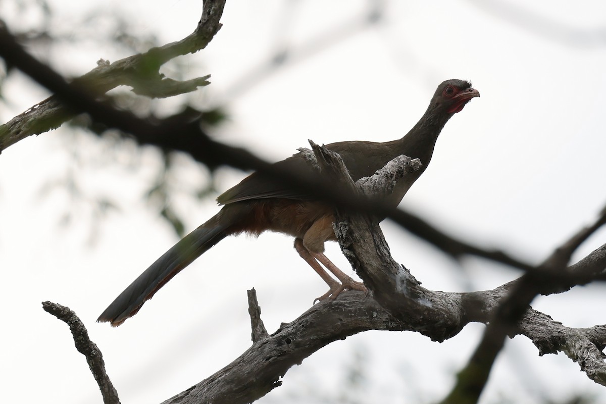 Chaco Chachalaca - ML619300454