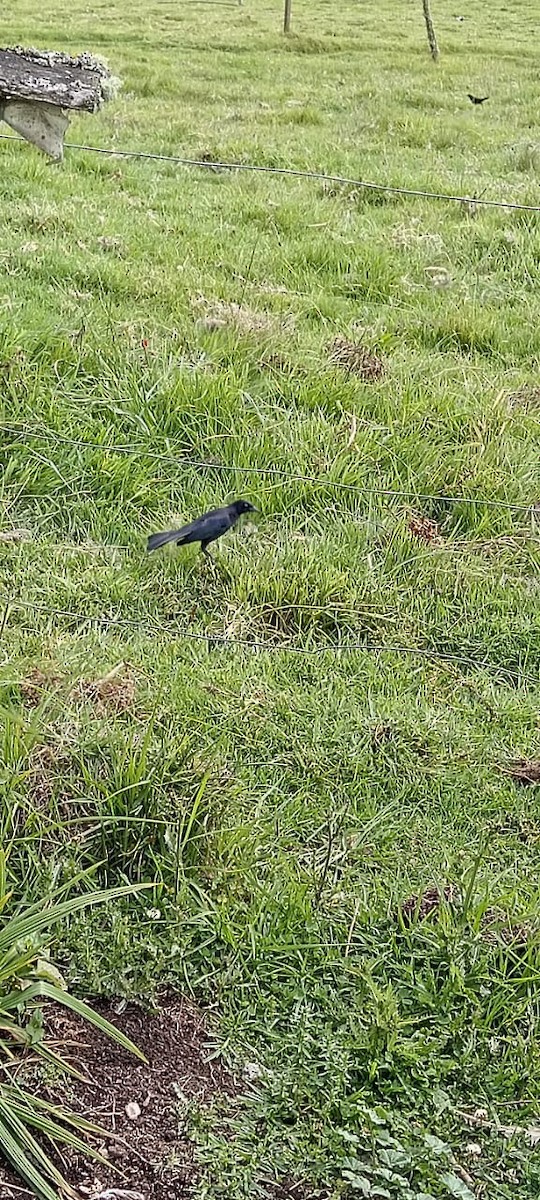 Carib Grackle - Lyda Bibiana Garay Arias