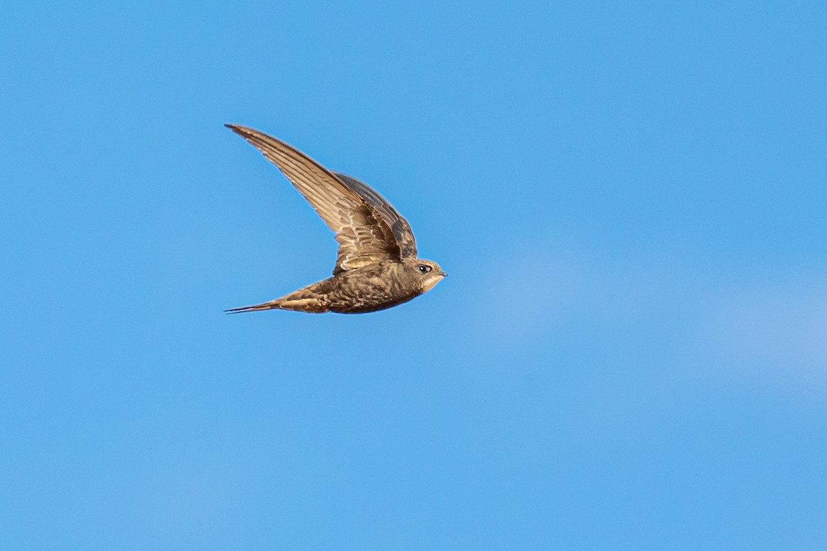 Common Swift - Antonio M Abella