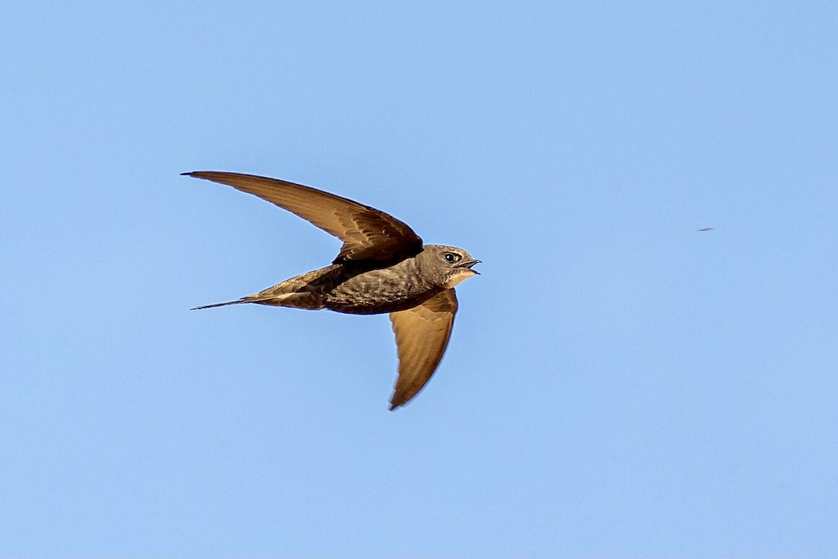 Common Swift - Antonio M Abella