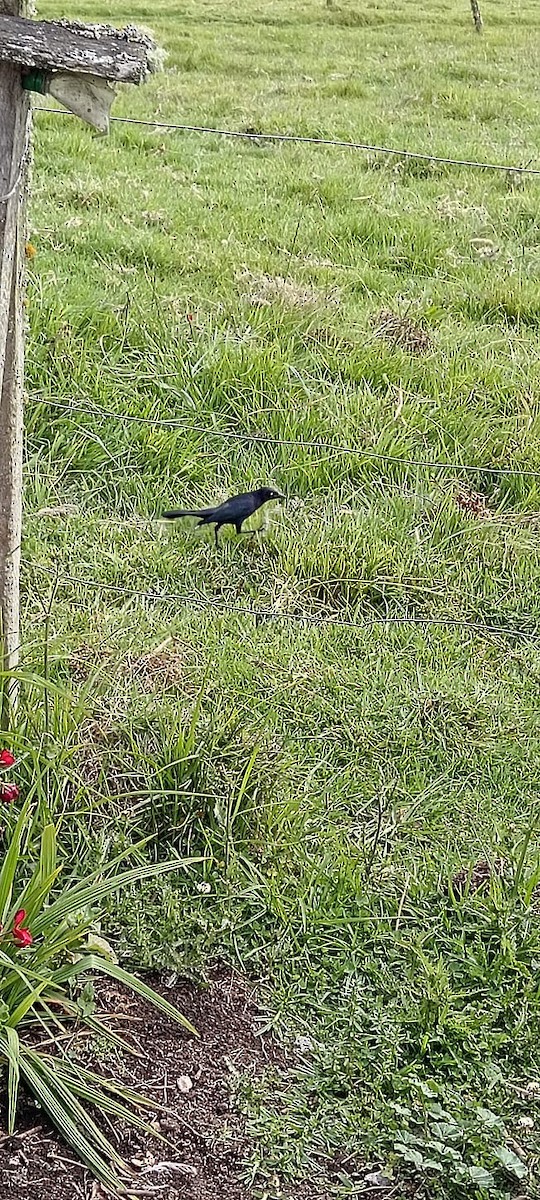 Carib Grackle - Lyda Bibiana Garay Arias