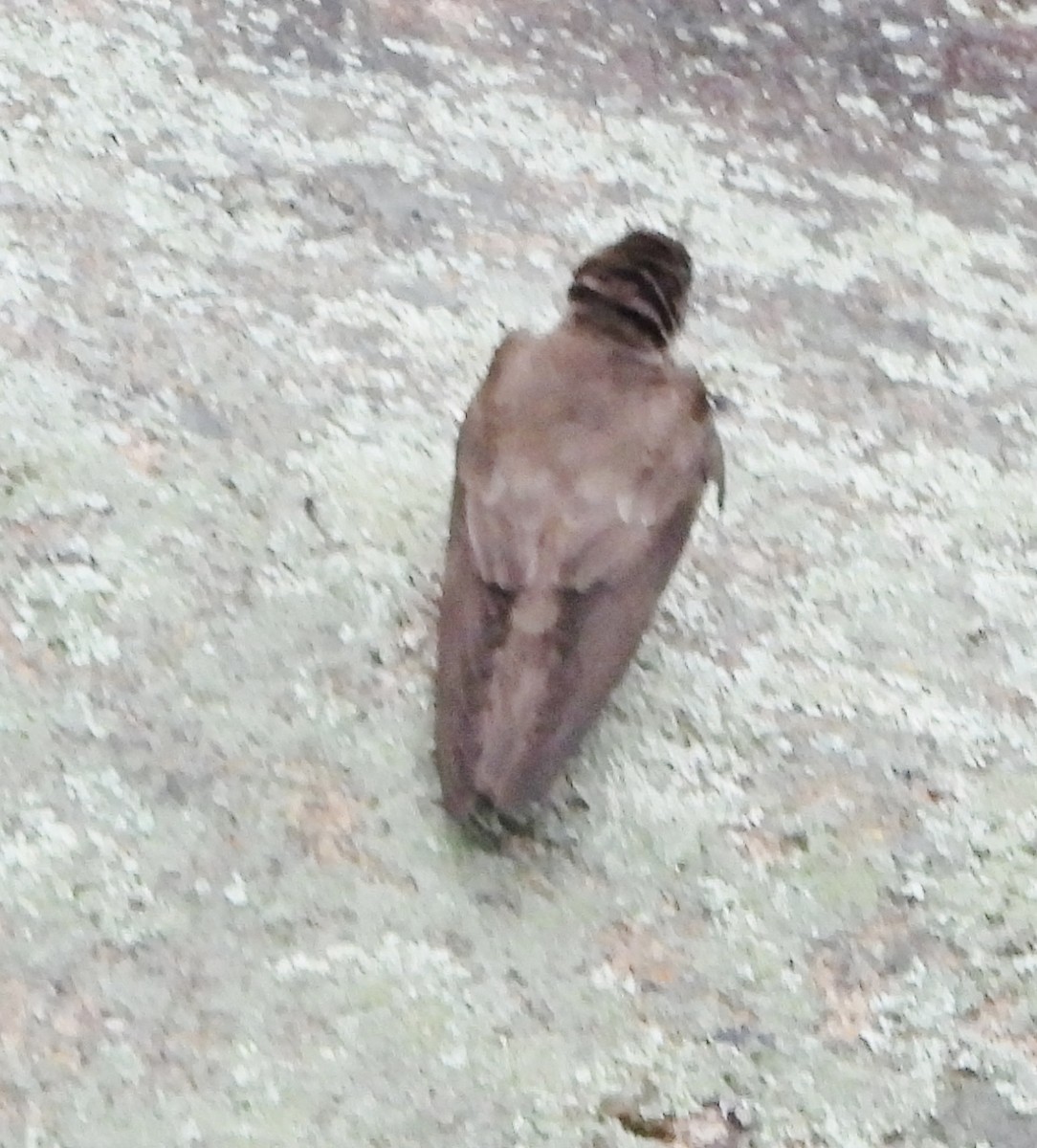 Northern Rough-winged Swallow - ML619300517