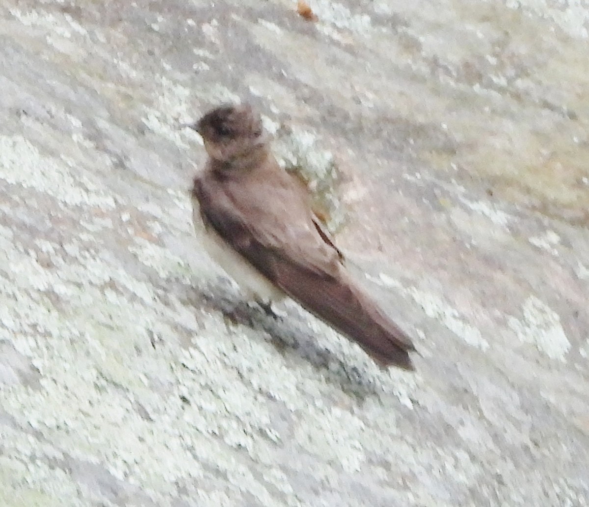 Northern Rough-winged Swallow - ML619300519