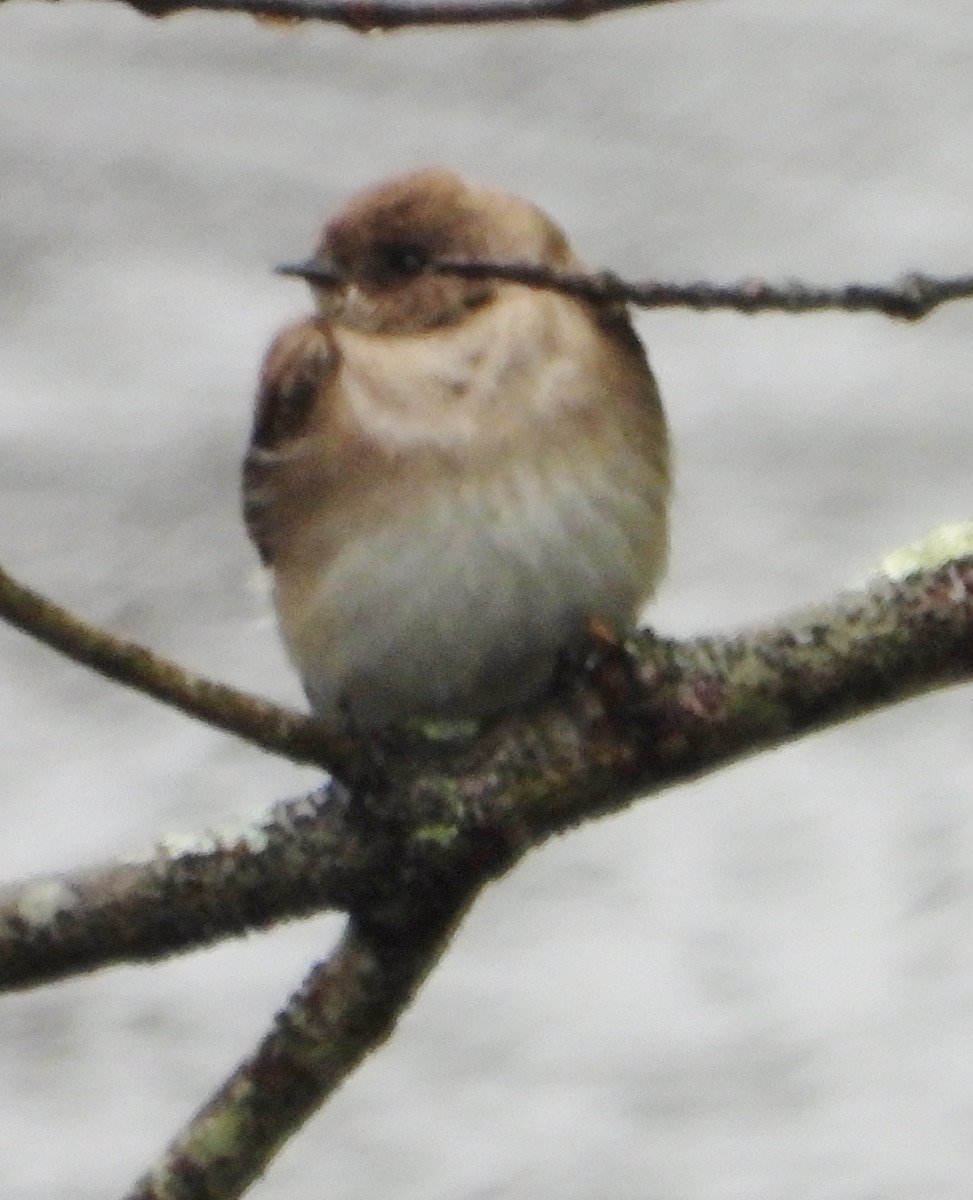 Northern Rough-winged Swallow - ML619300528